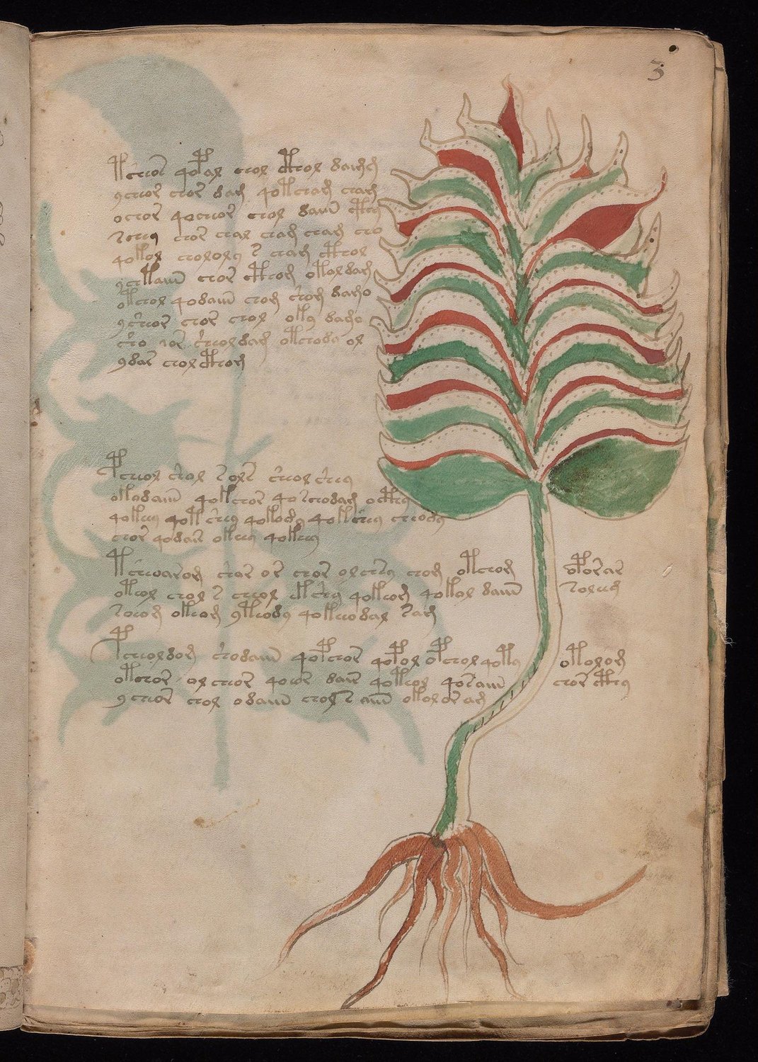 Herbal Page 5
